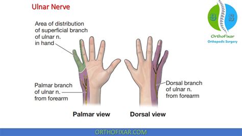 Ulnar Nerve Anatomy Hand