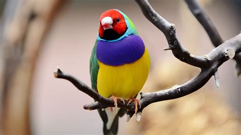 In Search of Australia’s Amazing Rainbow Finch