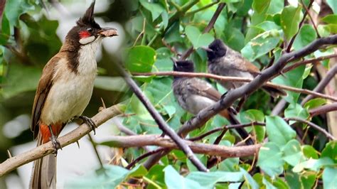 Bulbul Birds Name And Sound Learn Bird Species in English II SINGING BIRDS - YouTube