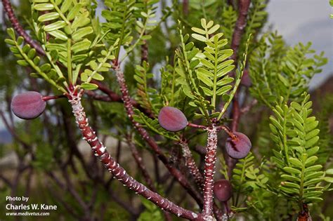 Bursera microphylla | Elephant tree | Medicinal Uses | Charles W. Kane | Applied Medical Botany