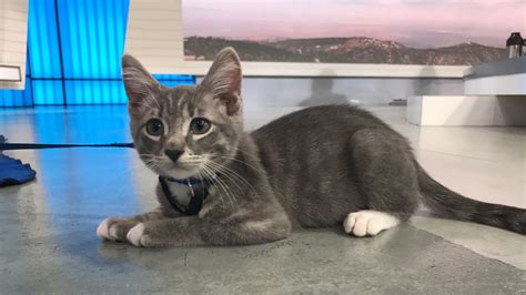 Pet of the Week: 3-month-old kitten named Jerry - ABC13 Houston