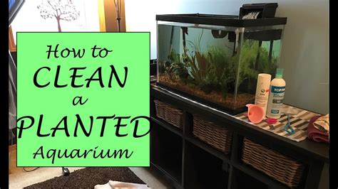 How to Clean A Live Planted Fish Tank - YouTube