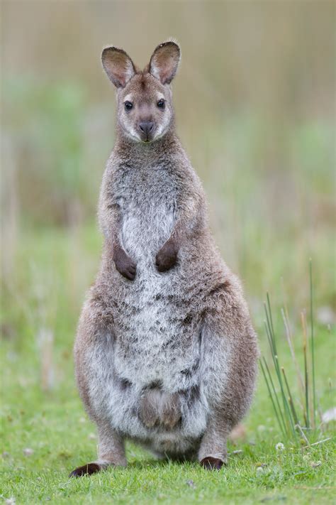 Red-necked wallaby - Wikipedia