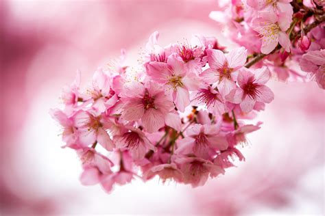 Taiwan Cherry Blossom Guide (臺灣櫻花地圖) — Josh Ellis Photography