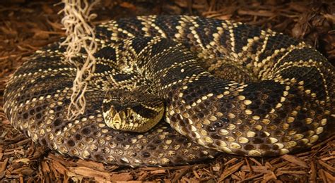 15 Intriguing Facts About Eastern Diamondback Rattlesnake - Facts.net