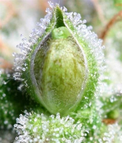 Calyx + Trichomes Cannabis – Proudly local, family owned.