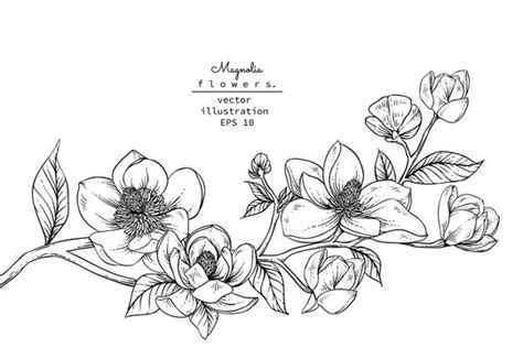 White Magnolia Flower Png Clip Art Image White Magnolia Clip Art Png ...