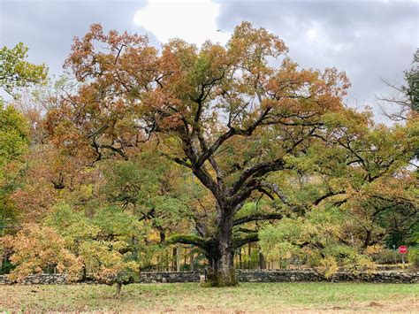 What's Wrong with My Oak Tree? Common Causes & Effective Solutions. - My Heart Lives Here