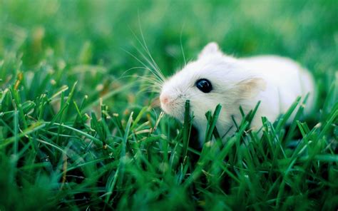 Hamster Wallpaper (64+ pictures)