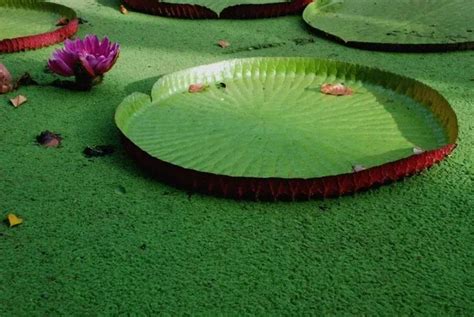 Victoria Amazonica