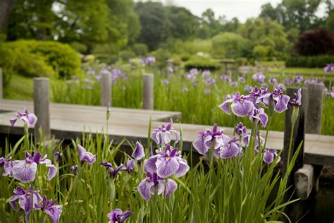 Japanese Garden | Japanese garden, Iris garden, Japanese water