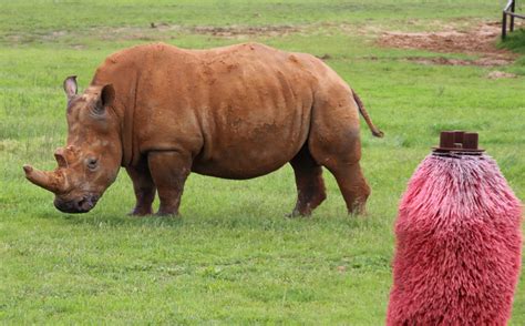 Taking A Closer Look At Fossil Rim White Rhinos - Fossil Rim Wildlife ...