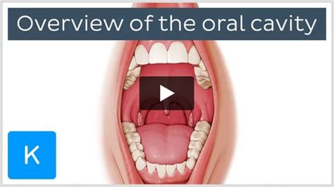 Oral cavity: Anatomy, tongue muscles, nerves and vessels | Kenhub