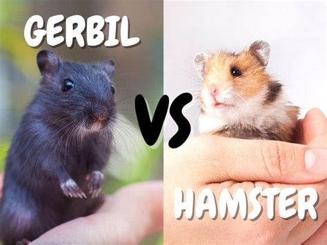 Gerbil VS Hamster: What's The Best Pet For Me? - The Pet Savvy