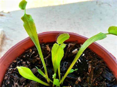 My baby Venus flytrap. | Venus fly trap, Plants, Venus