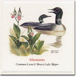 Minnesota Native Plants, State Flower & State Bird | American Meadows