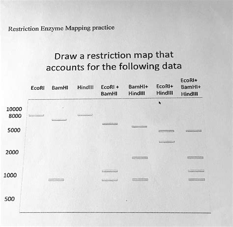 SOLVED: Restriction Enzyme Mapping Practice Draw a restriction map that ...