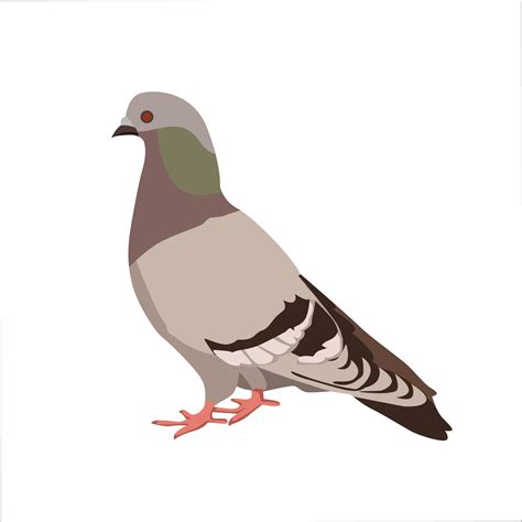 Pigeon Vector Art, Icons, and Graphics for Free Download