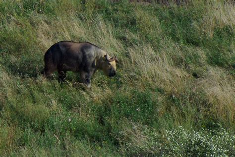 Sichuan takin (Budorcas taxicolor tibetana); DISPLAY FULL IMAGE.