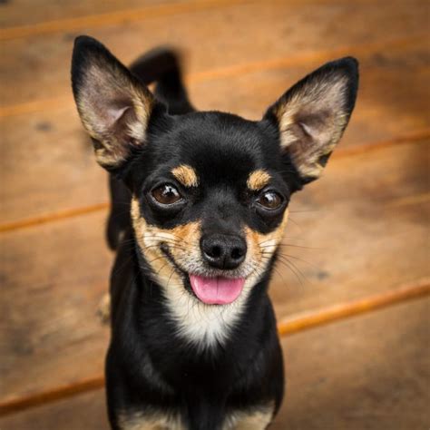 20 Miniature Pinscher Mixes That You Will Love