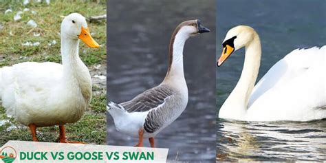 Duck Vs Goose Vs Swan: What Are the Differences & Similarities ...