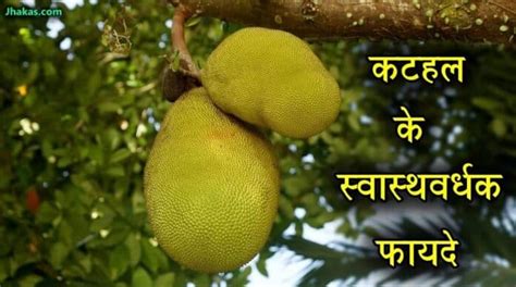 Benefits & Uses of Jackfruit in Hindi - कटहल के फायदे