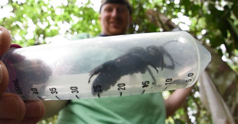 World’s Largest Bee Is Seen For The First Time In 40 Years - Videos - The Dodo