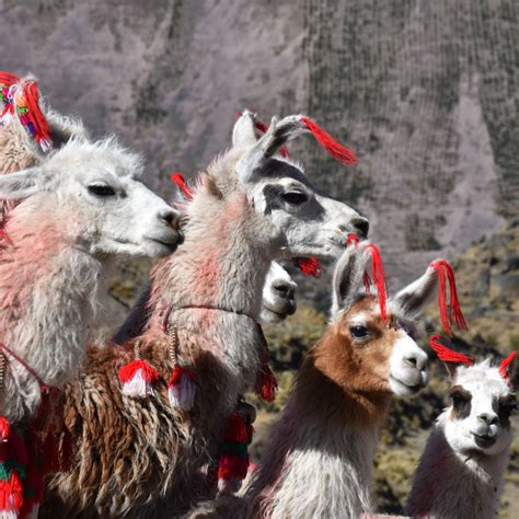 Highlights of Peru Private Trip - Llama Expeditions