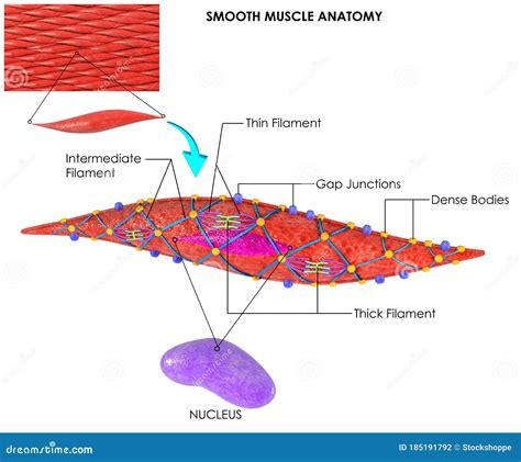 Smooth Muscle Tissue Cartoon Vector | CartoonDealer.com #71592097