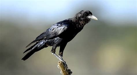 Female Crow: Diet, Habitat, Behavior, Difference, And Facts