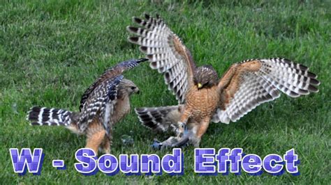 Bird Hawk Single Screech Sound Effects - YouTube