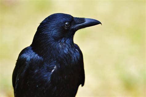 Female Raven: Diet, Appearance, Habitat, Behavior Explained