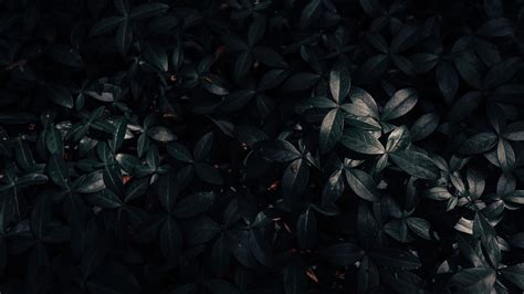 Black Leaves Wallpapers - Top Free Black Leaves Backgrounds - WallpaperAccess