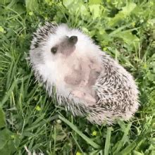 Hedgehog Cute GIF – Hedgehog Cute Lying Down – discover and share GIFs