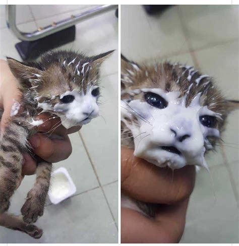 Cat With Milk On Face Meme Discover more interesting Animal, Cat, Cute Cat, Face memes. https ...