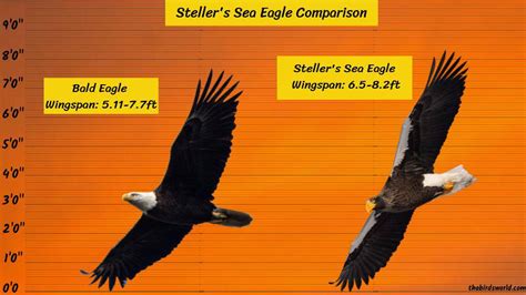 Steller's Sea Eagle Size: Explained And Compared With Other