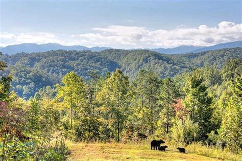 Black bears in the Great Smoky Mountains | MATTHEW'S ISLAND