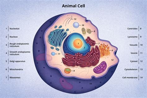 Discovery and Structure of Cells | Biology | Visionlearning