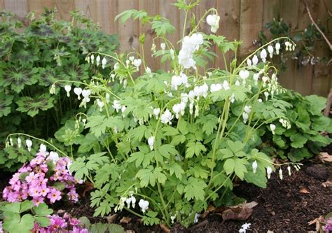 Buy bleeding heart (syn. Dicentra spectabilis Alba) Lamprocapnos ...