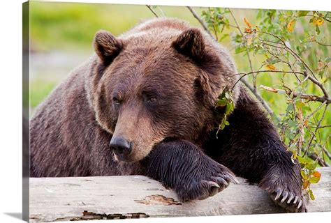 A female Brown bear lays draped over a log, Alaska Wildlife Conservation Center Wall Art, Canvas ...