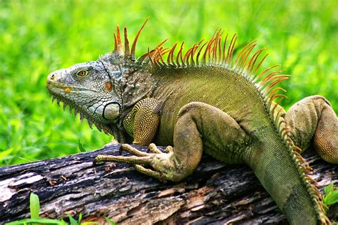 apakah suhu berpengaruh pada iguana ??? - pet love