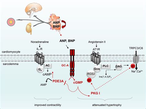 Cardiac Actions of Atrial Natriuretic Peptide | Circulation Research