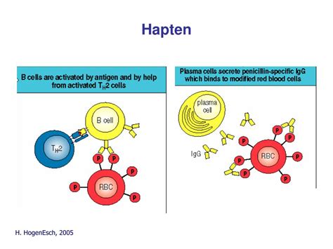 PPT - Antibody structure and function PowerPoint Presentation, free download - ID:3102790