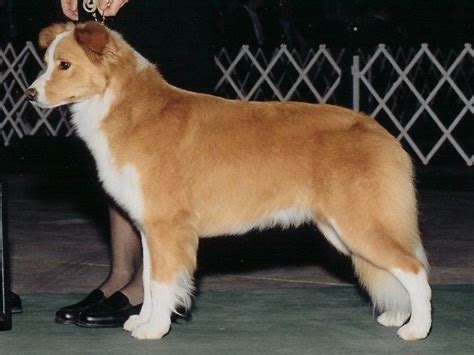 gold border collie | Dog breeds, Dog lovers, Puppies