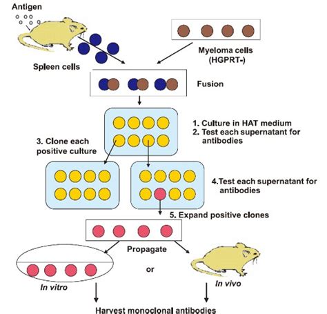 Monoclonal antibodies & Hybridoma technology- CSIR-NET/ICMR/DBT (Life ...