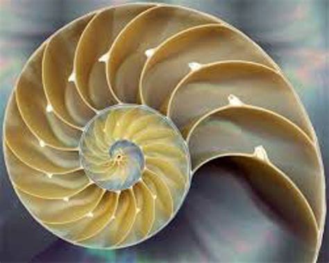 7 Beautiful Examples Of The Fibonacci Sequence In Nature