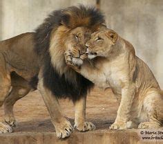 320 Best lion and lioness ideas | lion and lioness, lion love, wild cats