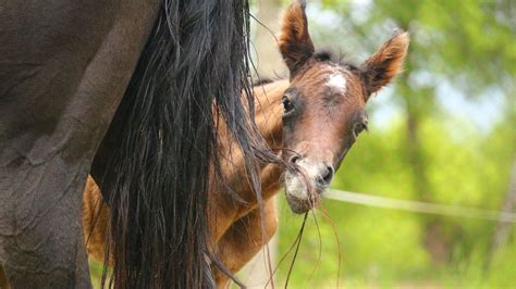 Foal Care and Feeding - Barrel Horse News