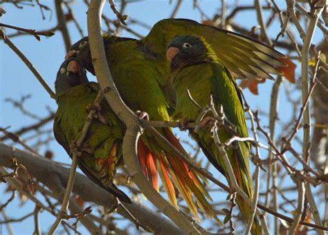 Cotorra de cabeza azul (Thectocercus acuticaudata) en Barcelona – El desinsectador y desratizador