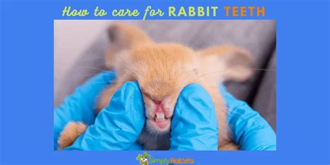 How to care for rabbit teeth - SimplyRabbits - Rabbit care